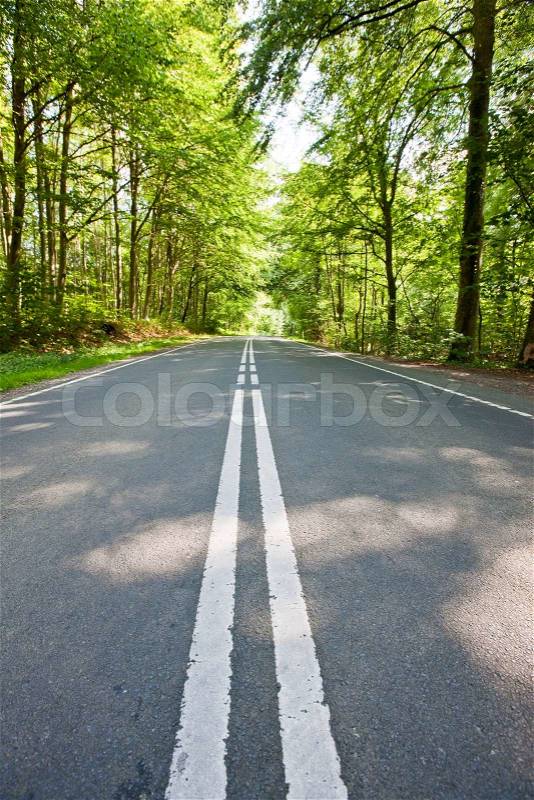 Road in the middle of a forest, stock photo