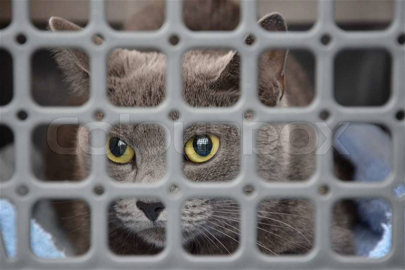 Cat looking up through the bars of his cage, stock photo
