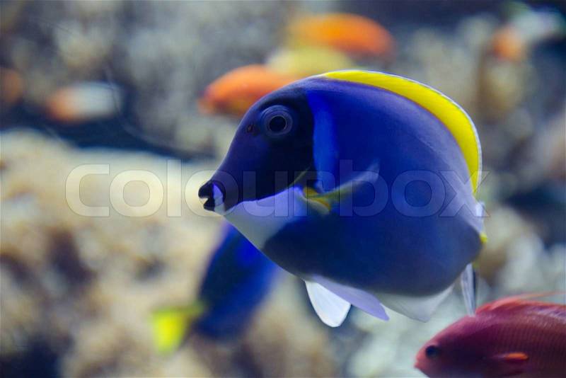 Tropical Blue Tang fish swims near coral reef, stock photo