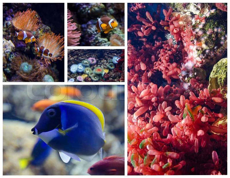 Tropical fish and coral reefs. Set of pictures, stock photo