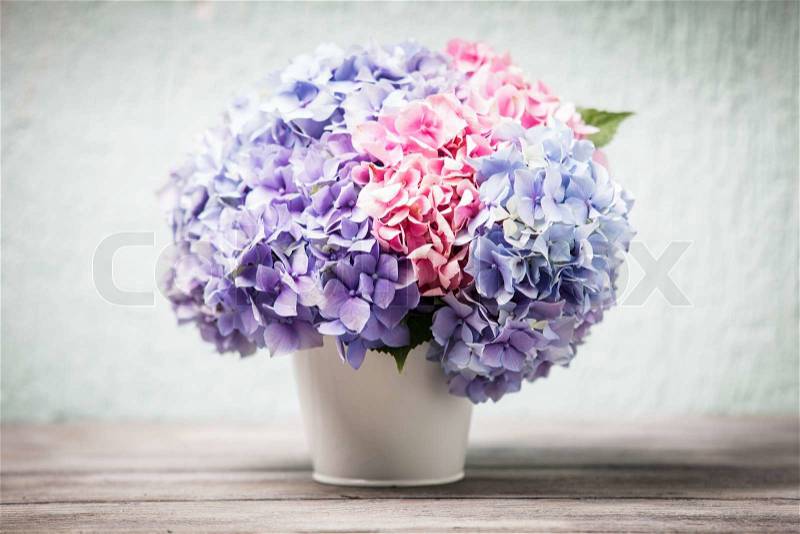 Hydrangea flowers in the white bucket on the wooden table, stock photo