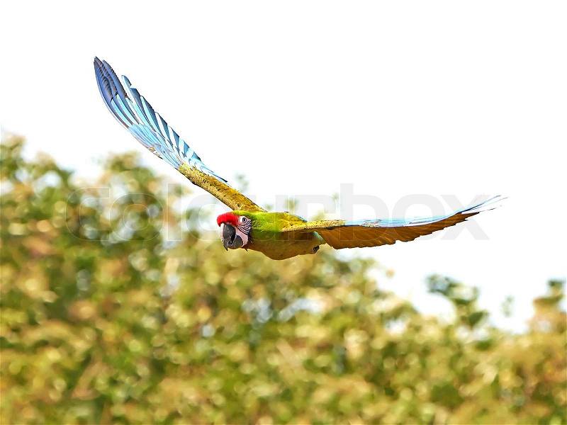 Military Macaw in flight in its habitat, stock photo