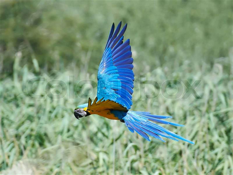 Blue and yellow Macaw in flight in its habitat, stock photo