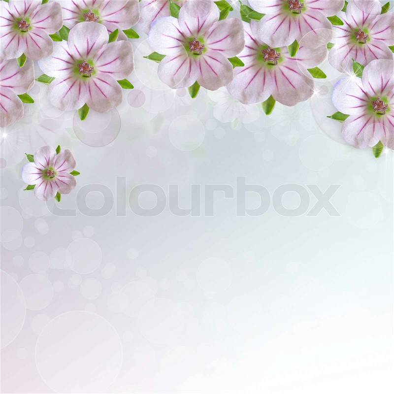 Border of white - pink flower on blue - white background, stock photo