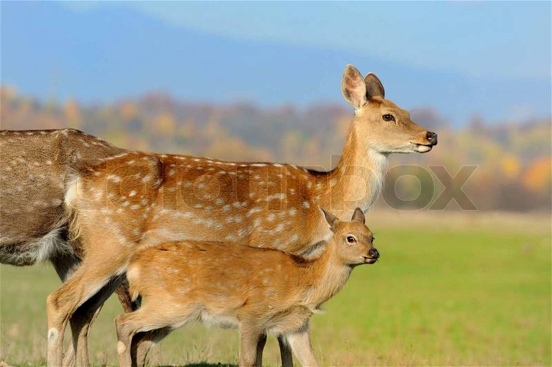 Young fallow deer in autumn field, stock photo