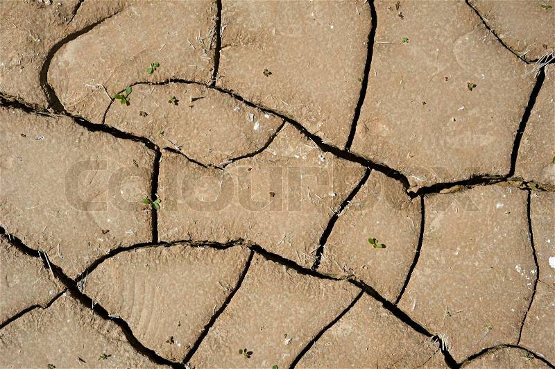 Dry cracked clay ground with small green leafs sprouted. , stock photo