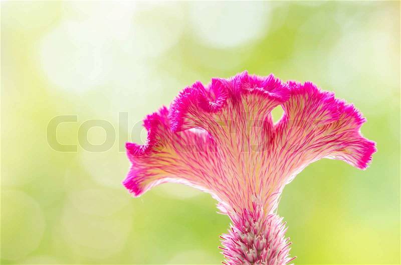 Celosia or Wool flowers or Cockscomb flower in the garden or nature park, stock photo
