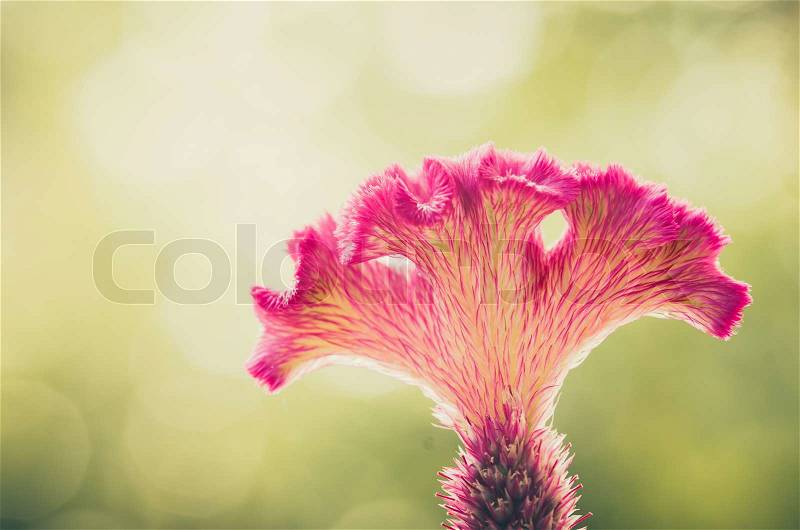 Celosia or Wool flowers or Cockscomb flower in the garden or nature park vintage, stock photo