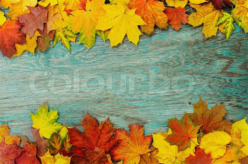 Frame from vivid colorful autumn leaves on the grunge wooden cyan desk, vintage seasonal background, stock photo