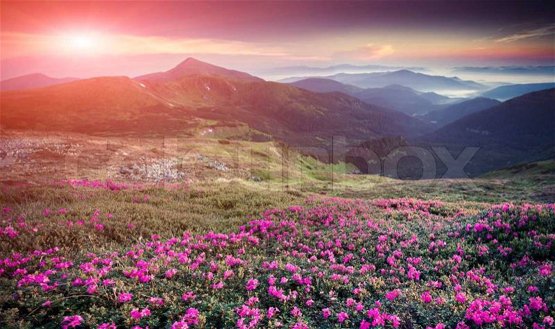 Magic pink rhododendron flowers in the mountains. Retro style, stock photo