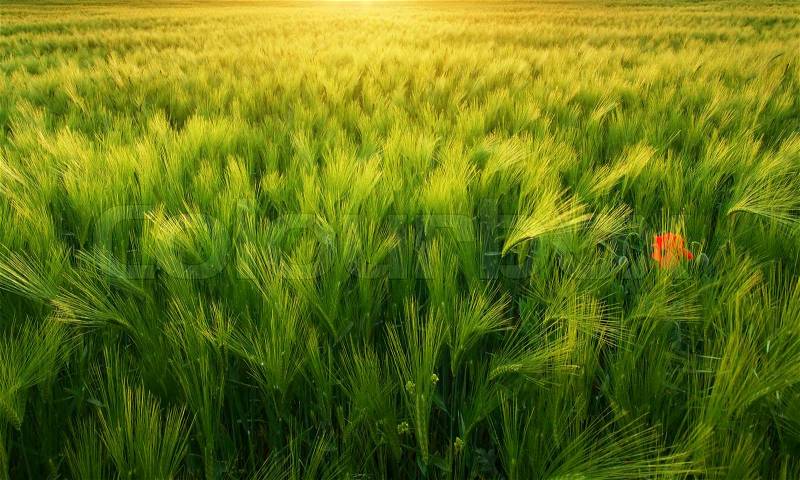 Meadow of wheat texture on sundown. Nature composition, stock photo