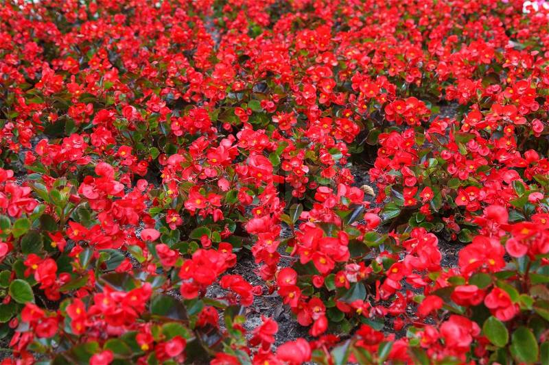 A bunch of red flowers growing from the ground, stock photo