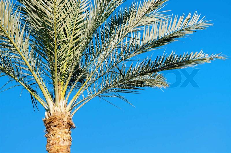 Green palm tree on blue sky background , stock photo