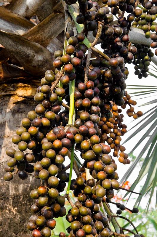 Closeup of the palm tree fruits on tree, stock photo
