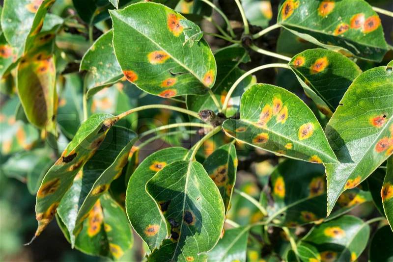 Pear leafs with pear rust infestation, stock photo
