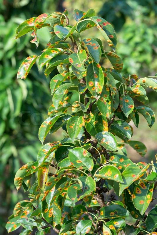 Pear leafs with pear rust infestation, stock photo