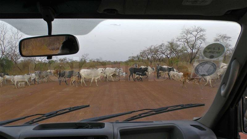 Watching a flock of cows crossing a road in Ghana from the insight of a car, stock photo