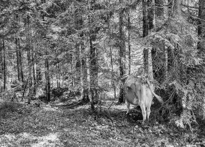 Cows in the woods. Landscape photo of animals and trees, stock photo