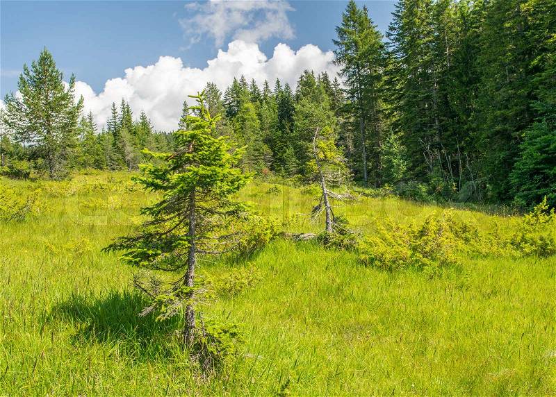 Beautiful alpin summer landscape. Trees and meadows with blue sky, stock photo