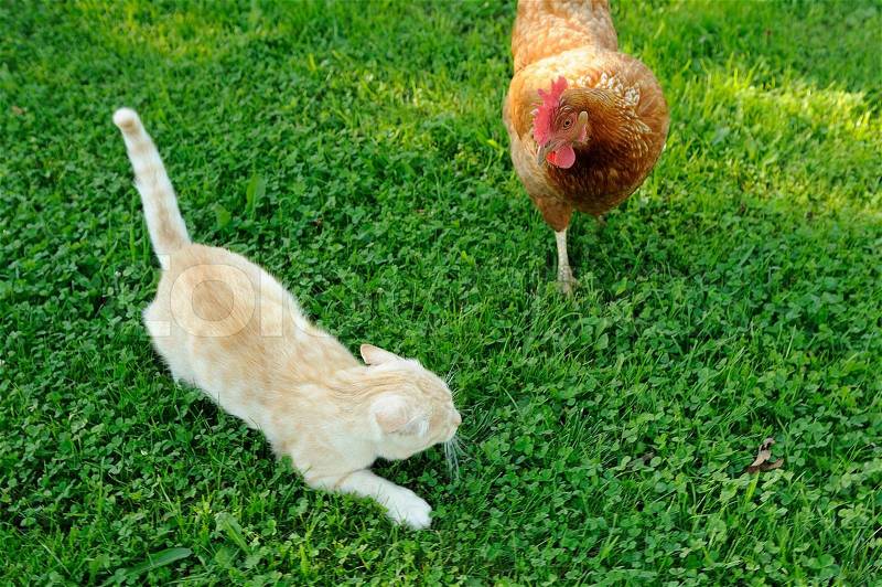 A running away cat being attacked by a red chicken, stock photo