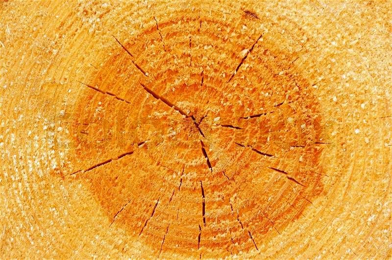 A close-up of tree cross section showing annual rings, stock photo