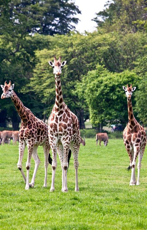 Stock image of \'imagicphoto, giraf, dyrepark\'