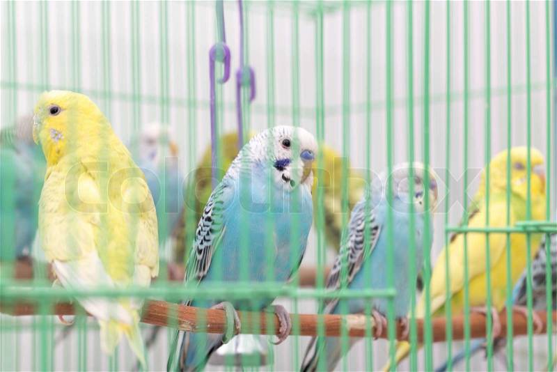 Budgies in a cage, stock photo