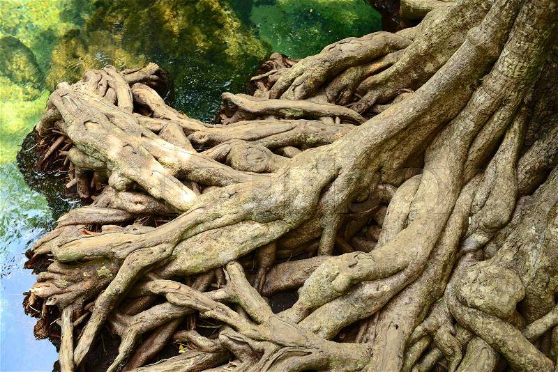 Mangrove Root, stock photo