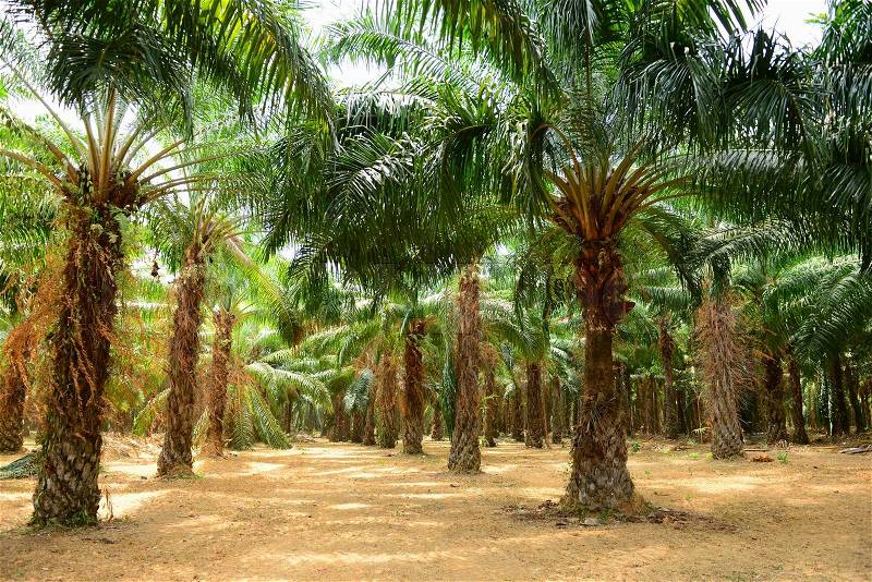 Palm Oil Plantation, stock photo