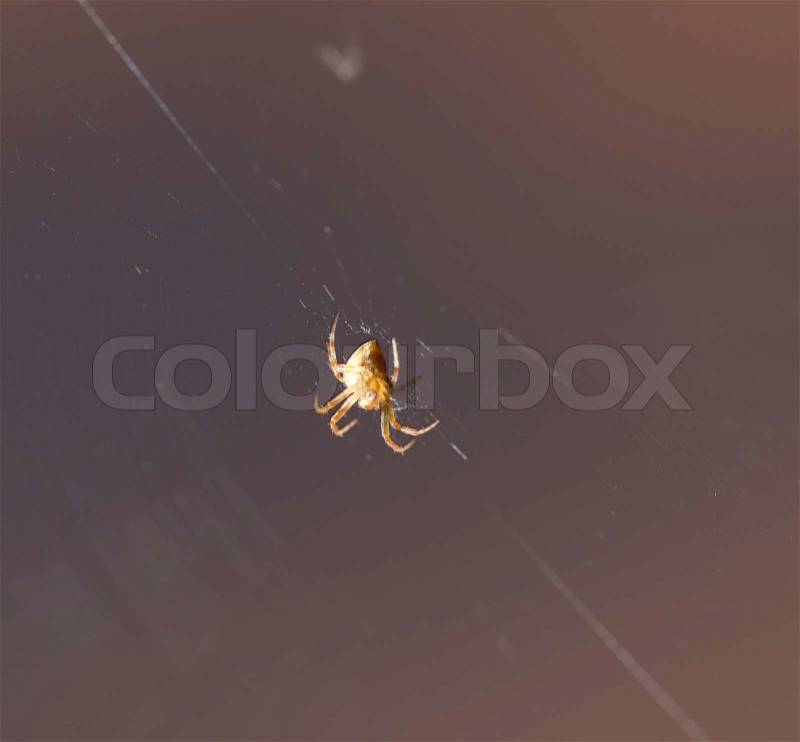 Spider on the web at night, stock photo
