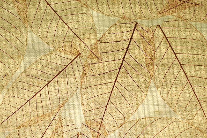 Skeleton Leaves on Fabric Background, stock photo
