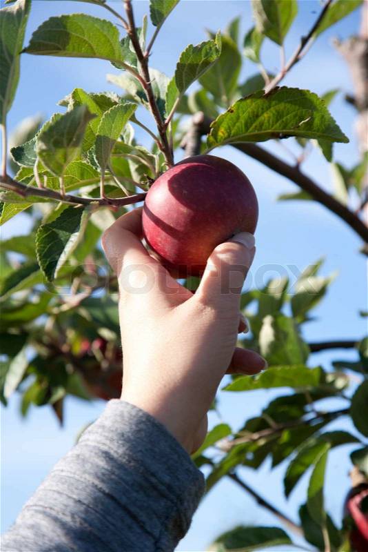 Hand of an apple picker, stock photo