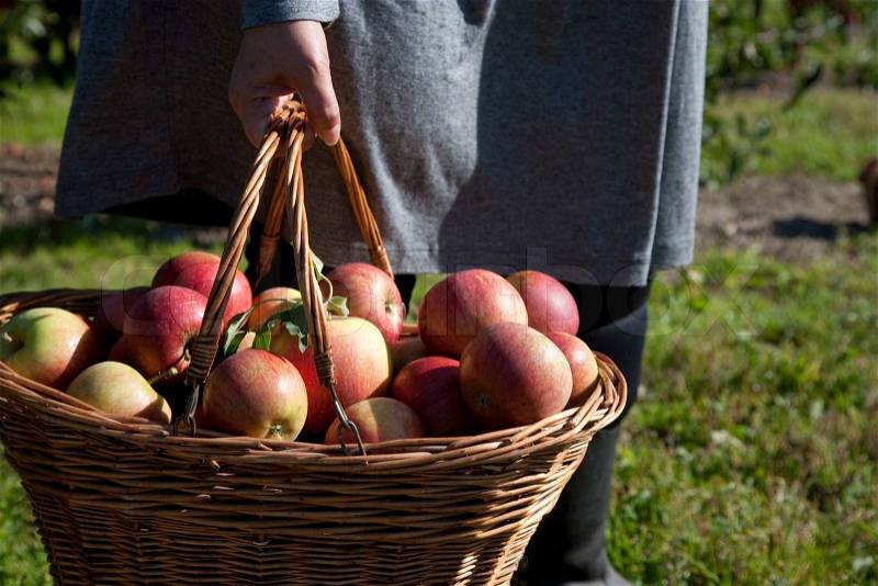 A woman carrying a basket of fresh red apples, stock photo