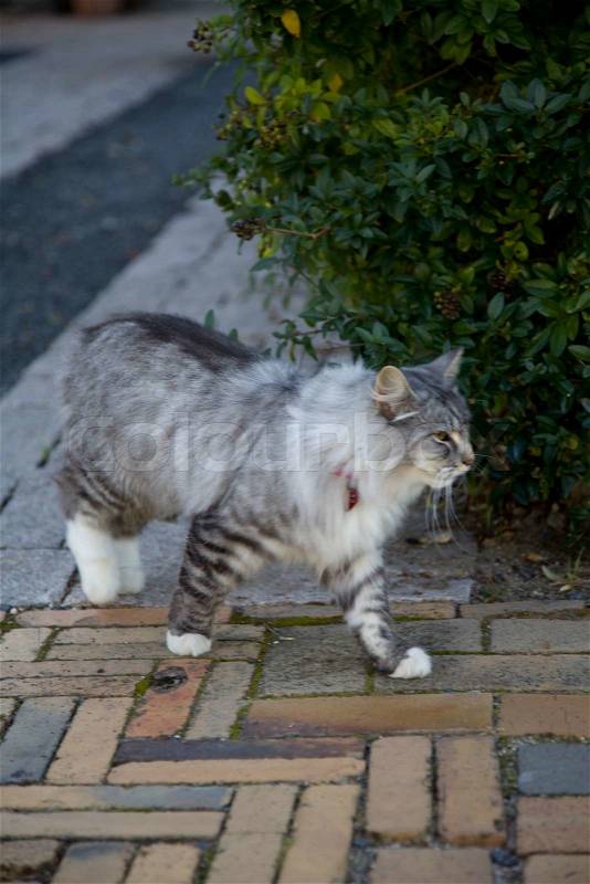 A pet cat walking in the garden, stock photo