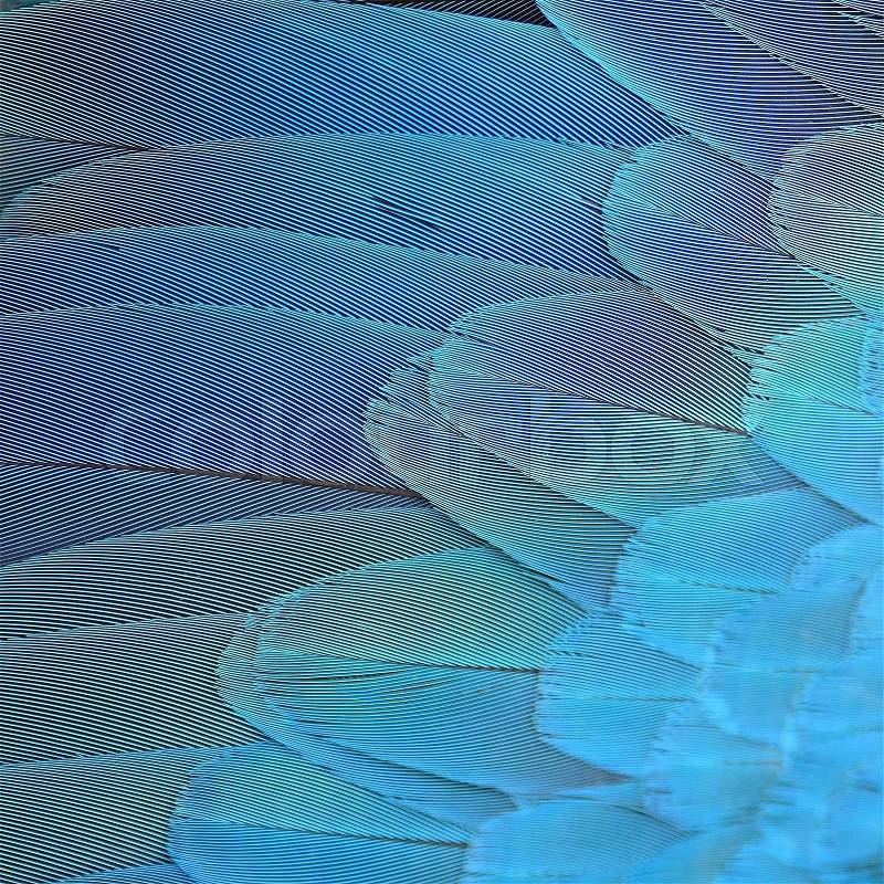 Colorful bird feathers, Blue and Gold Macaw feathers background, stock photo