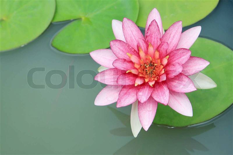 Red water-lily, stock photo