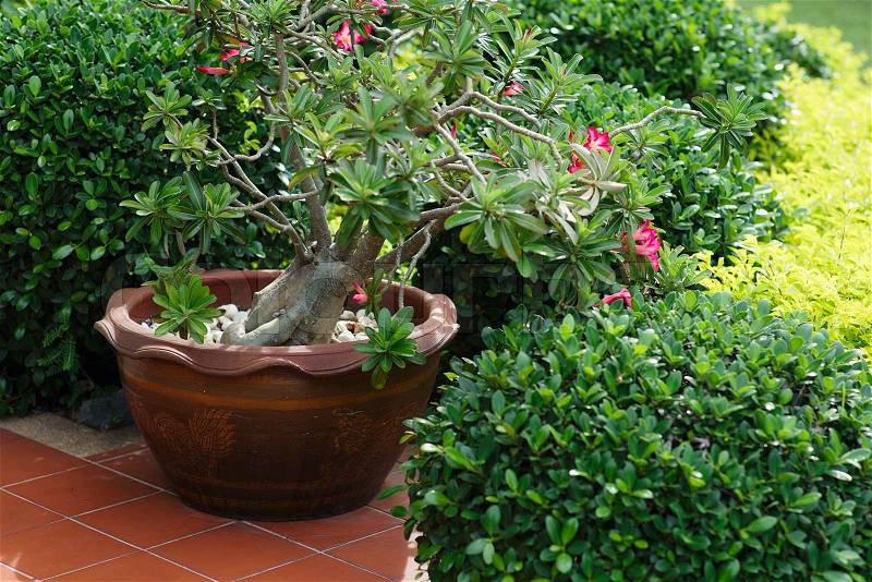 Ceramic planter with pink flowers on summer patio, stock photo