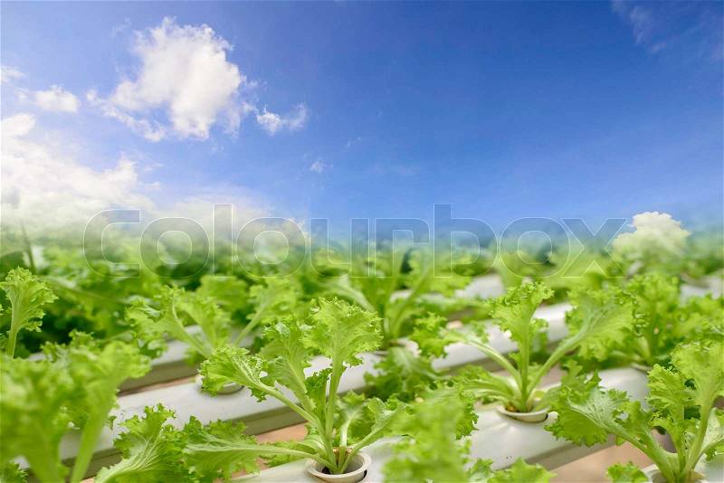Hydroponics Vegetable ,the nutrition in the future with blue sky, stock photo