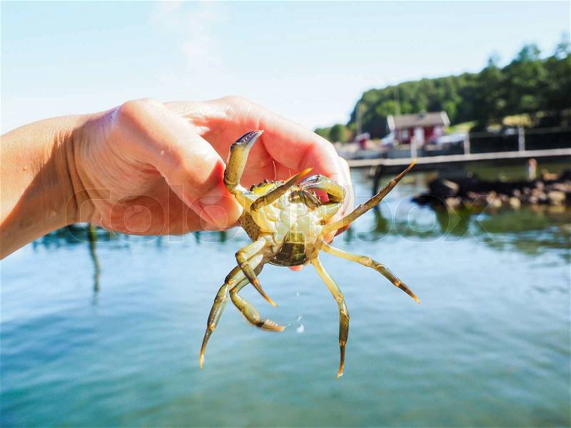 Person holding an alive crab in front of a beach and green water at summer, stock photo