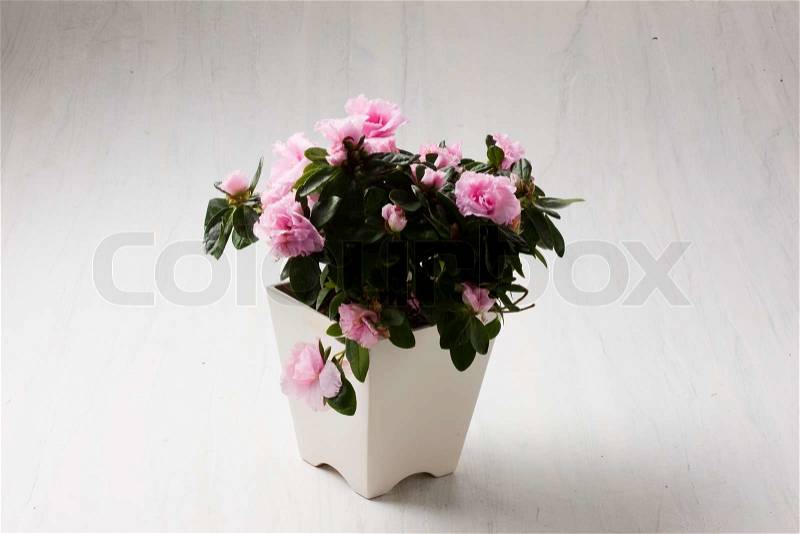 Pink flower in a vase for decoration, stock photo