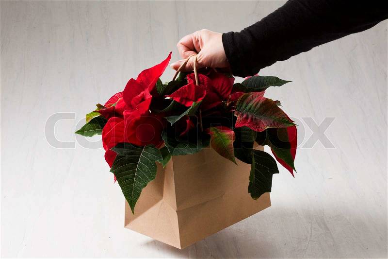 A person holding a bag of poinsettia flowers in paper bag, stock photo