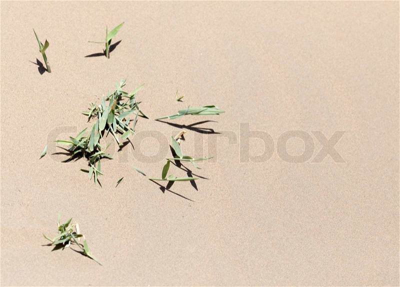 Plants in the sand in the desert, stock photo