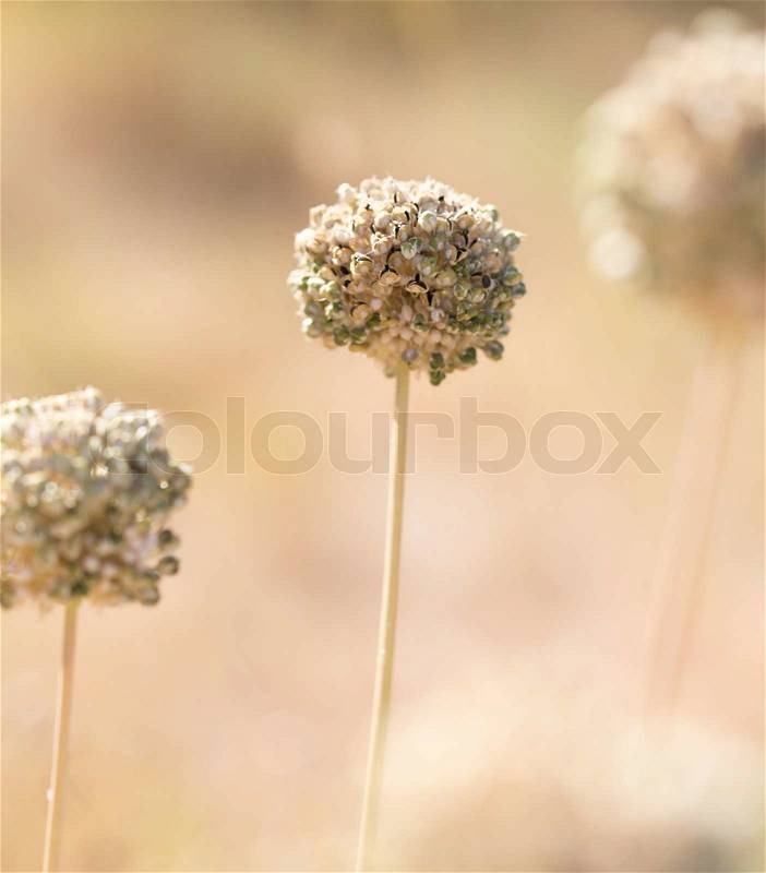 Round dry flower, stock photo