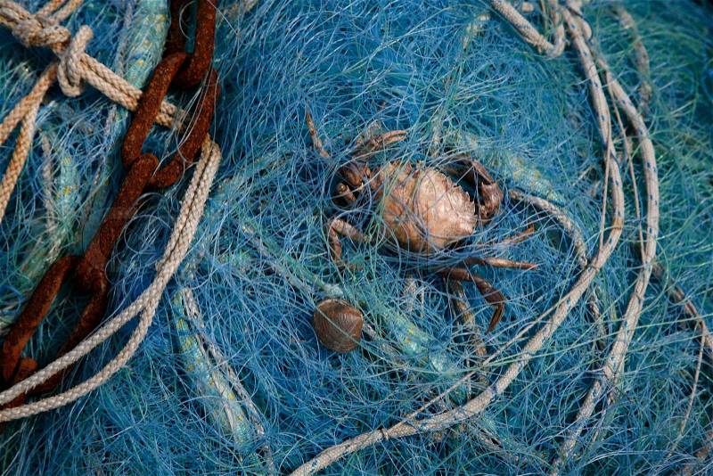 Crab in fishermans net, stock photo