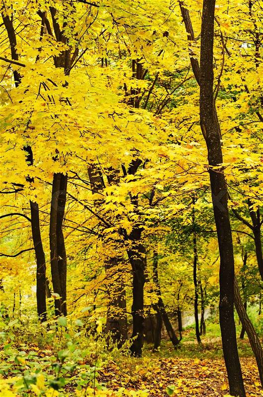 Autumn golden forest, natural fall vivid outdoor background, stock photo