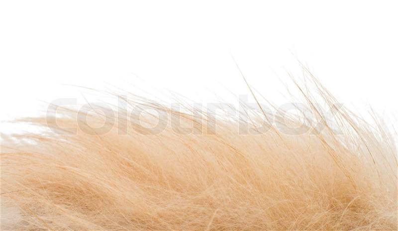 The animal\'s hair on a white background, stock photo