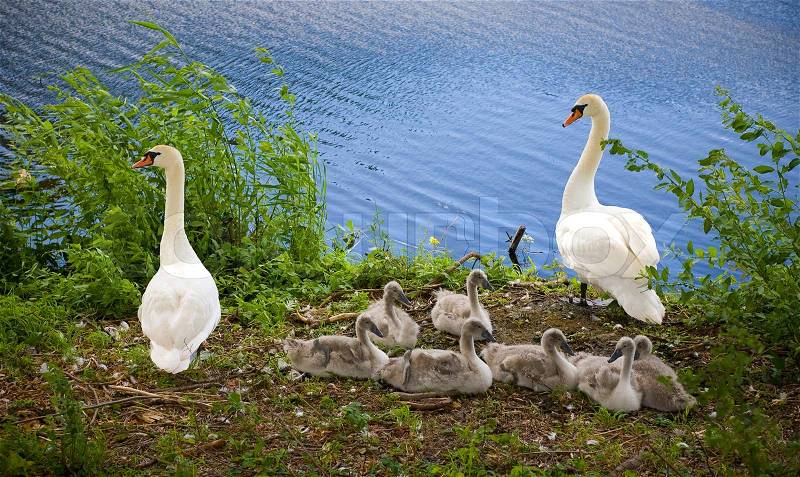 Two proud swan parents with seven cygnets, stock photo