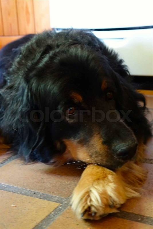 A big dog sleeping on the kitchen floor with crossed paws, stock photo