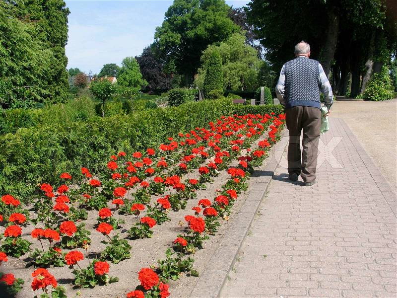 Elderly man on his way to his wifes grave at the cemetary at summertime with flowers in his hand, stock photo