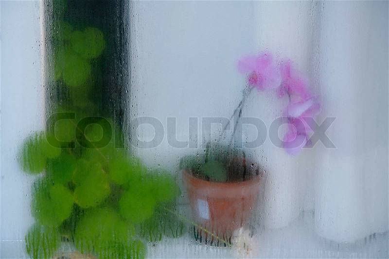 Orchid behind a steamed window, stock photo